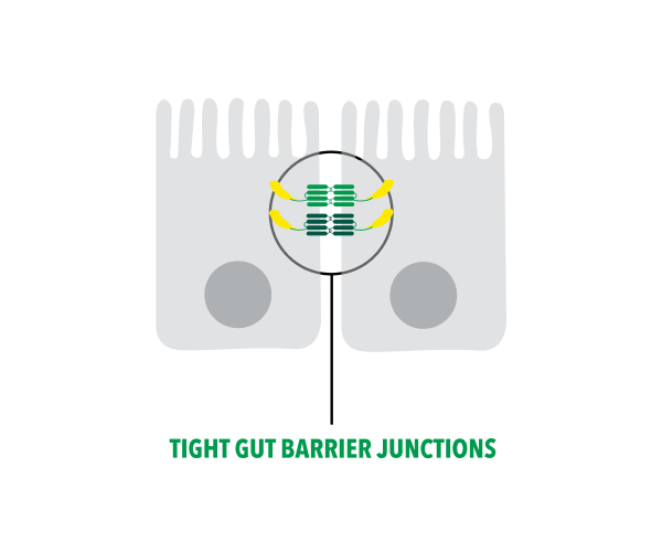 Gut function integrity