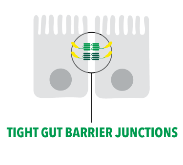 Gut Microbiome